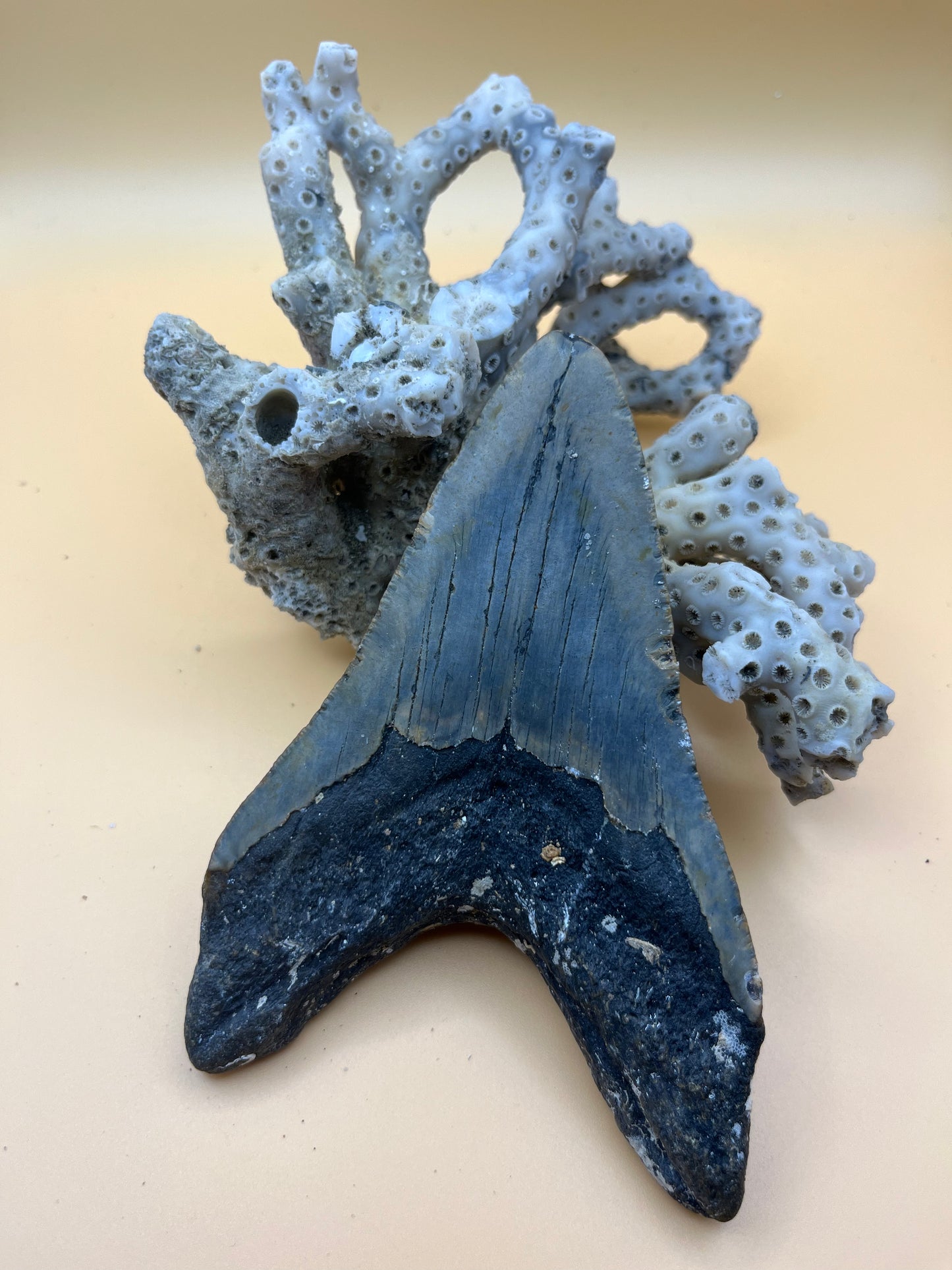 5.5” megalodon tooth