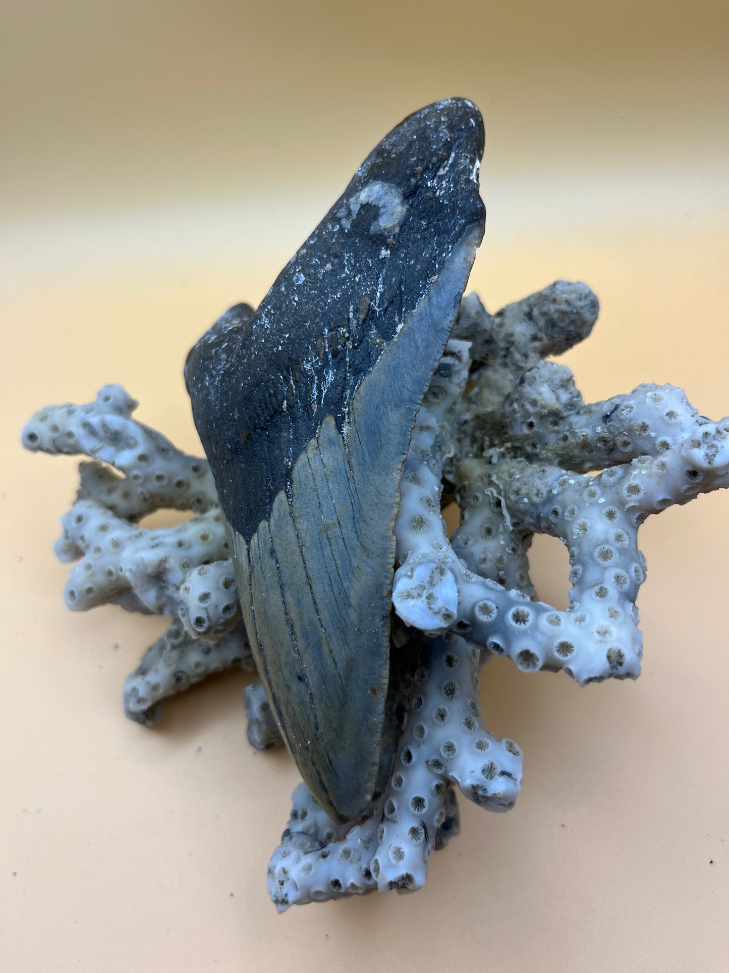 5.5” megalodon tooth