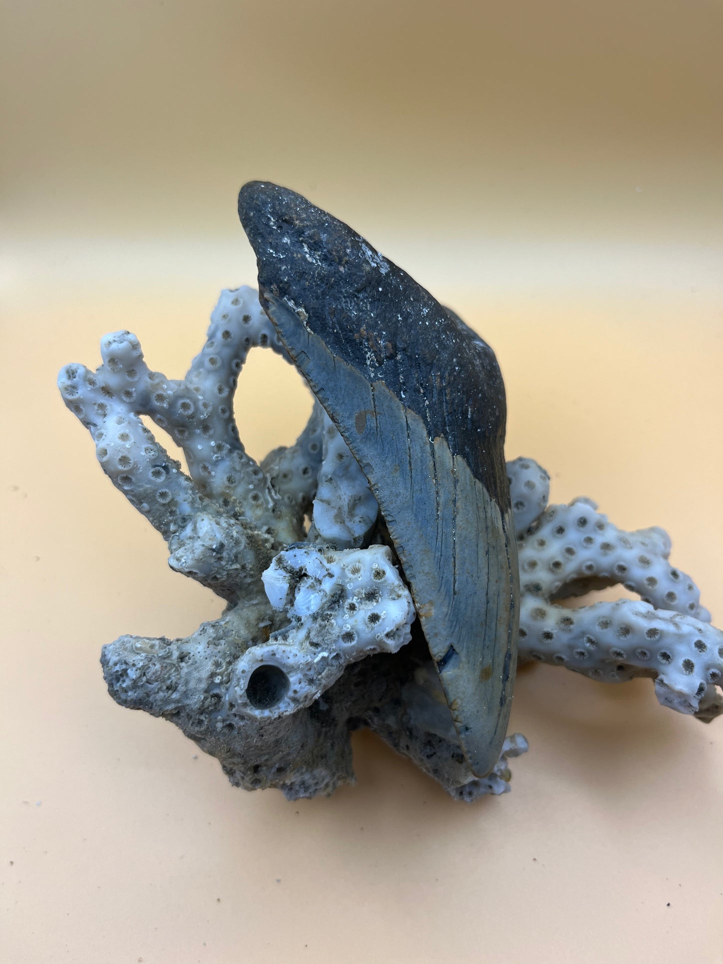 5.5” megalodon tooth