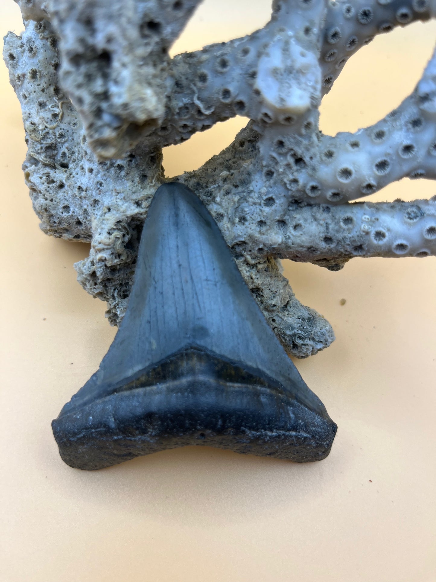 3” megalodon tooth