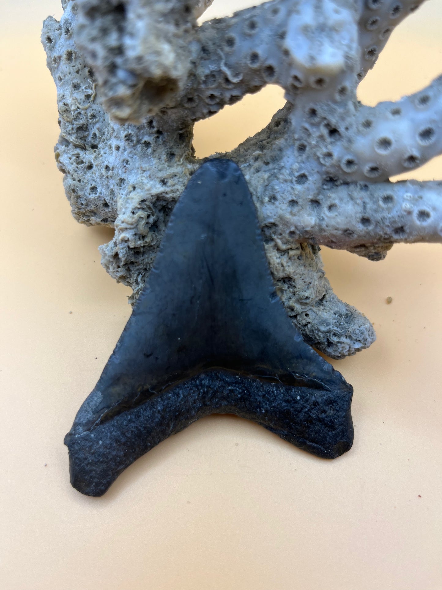 3” megalodon tooth