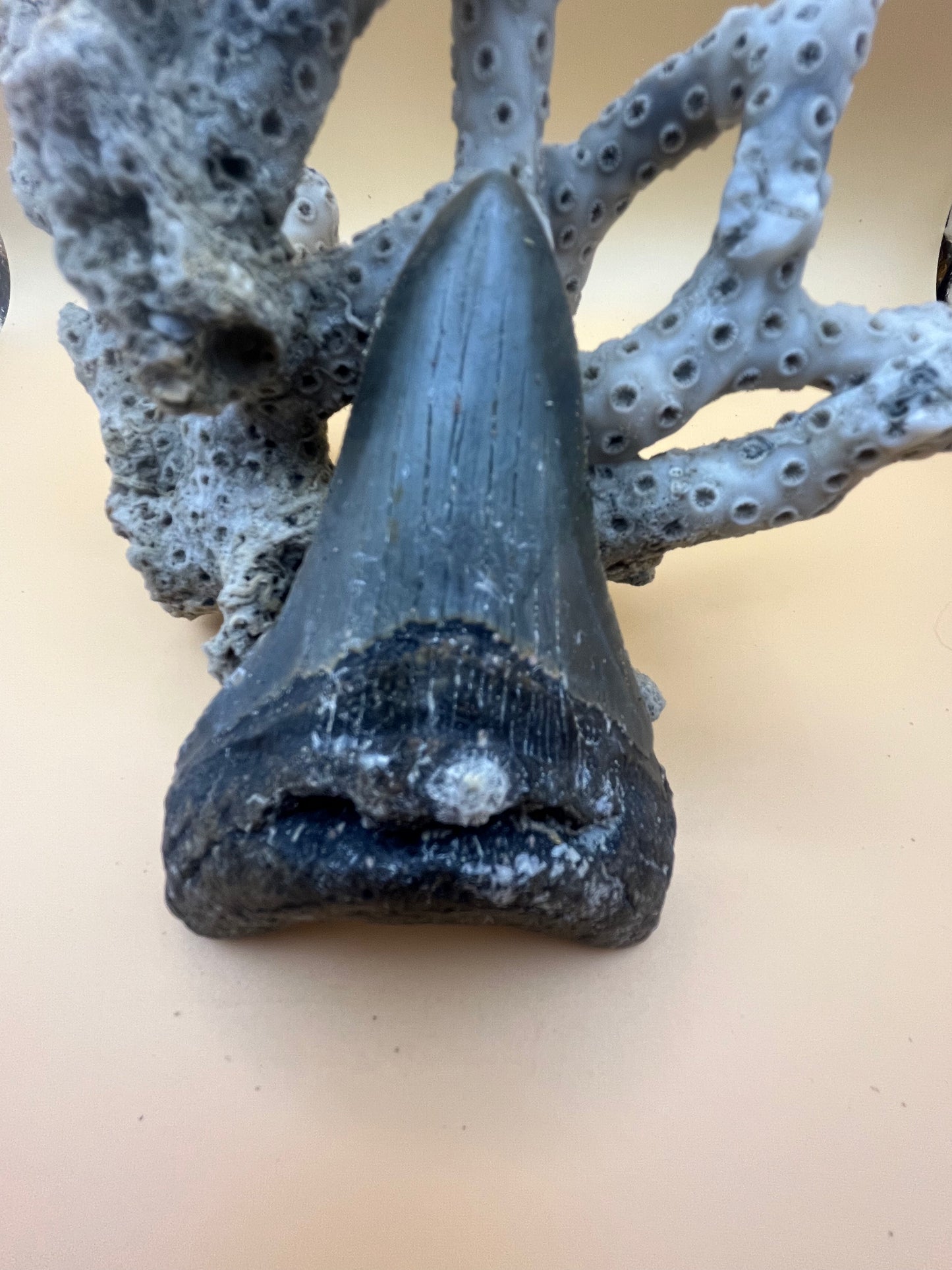 3.9” megalodon tooth