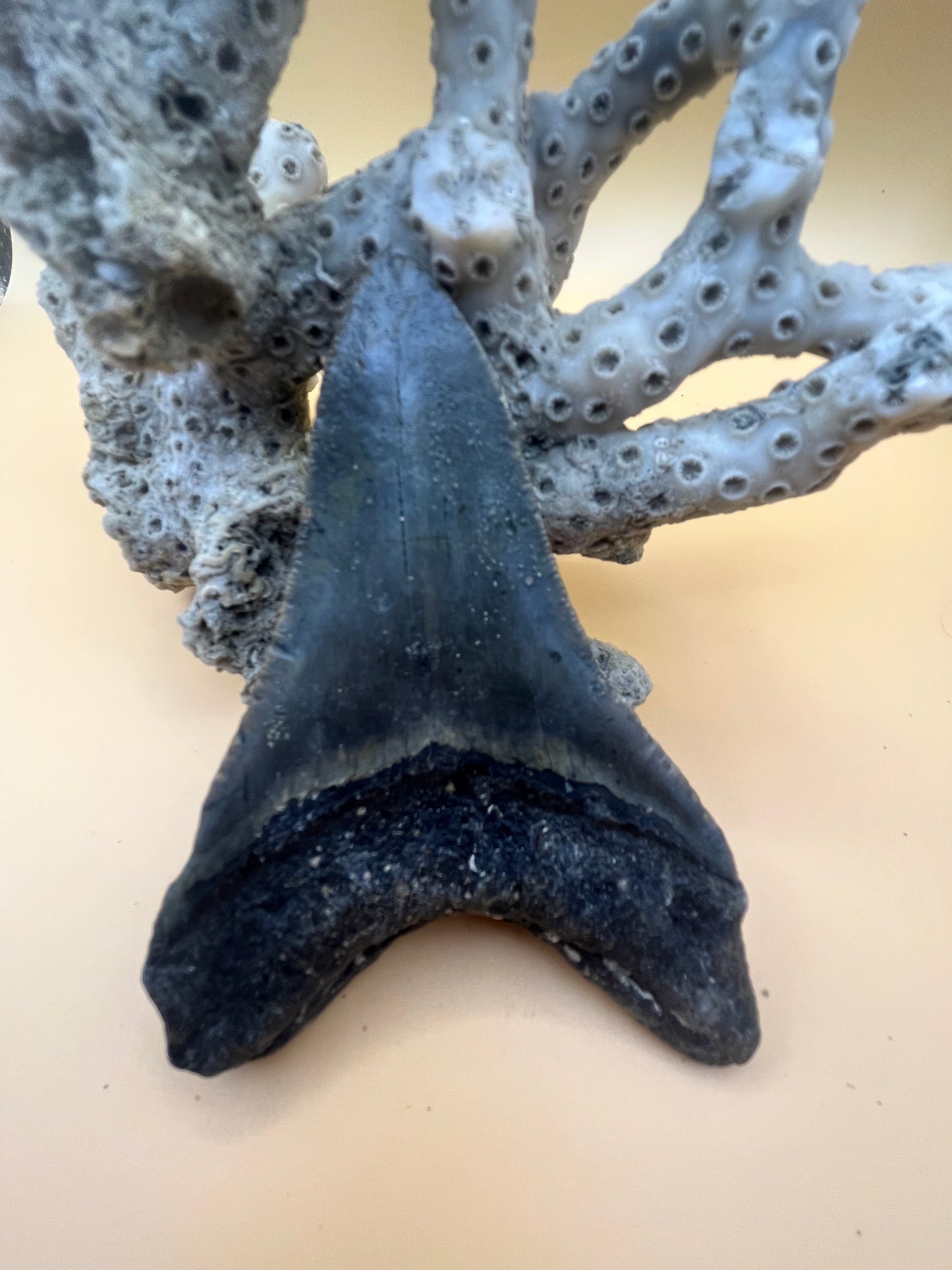 3.9” megalodon tooth