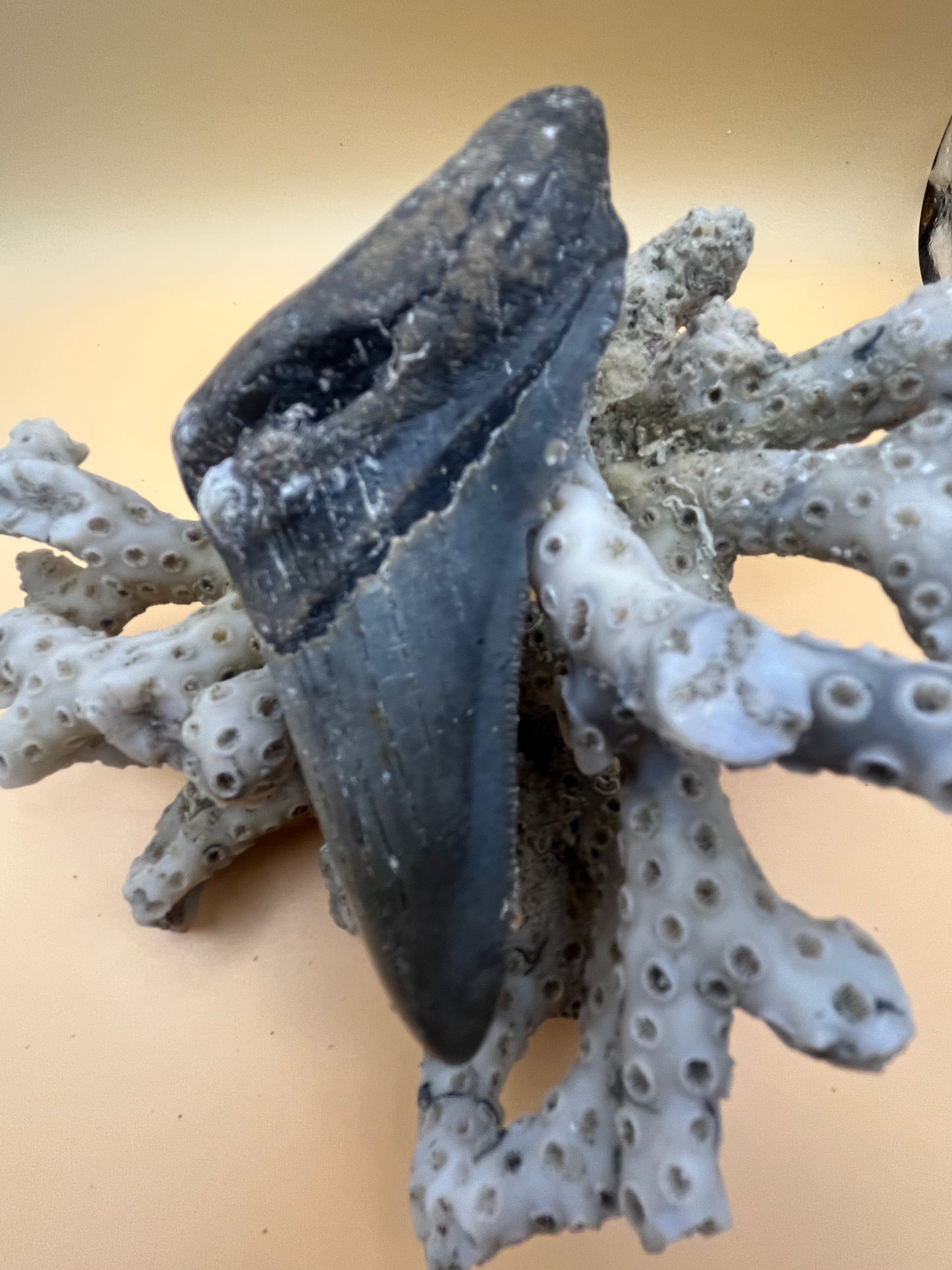 3.9” megalodon tooth