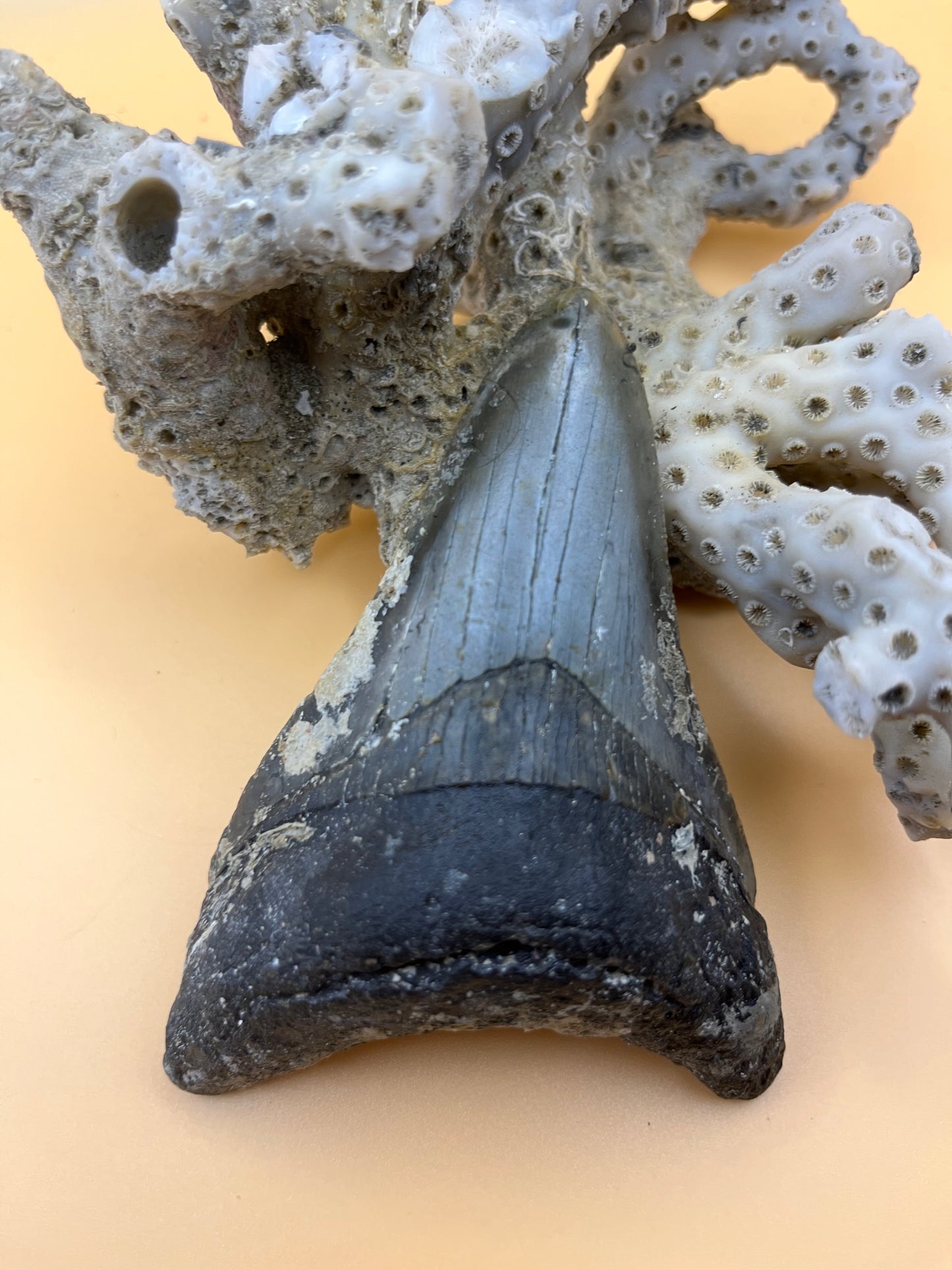 4.0” megalodon tootn