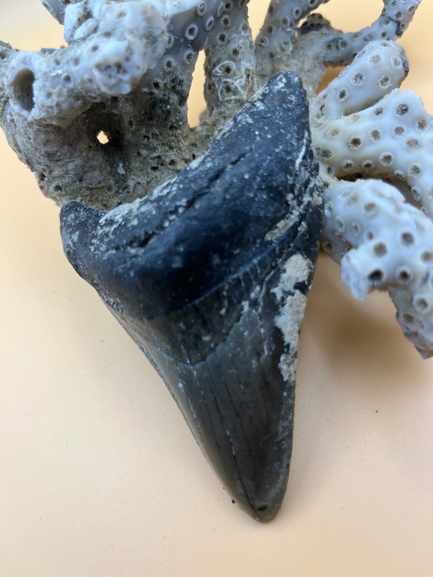 4.0” megalodon tootn