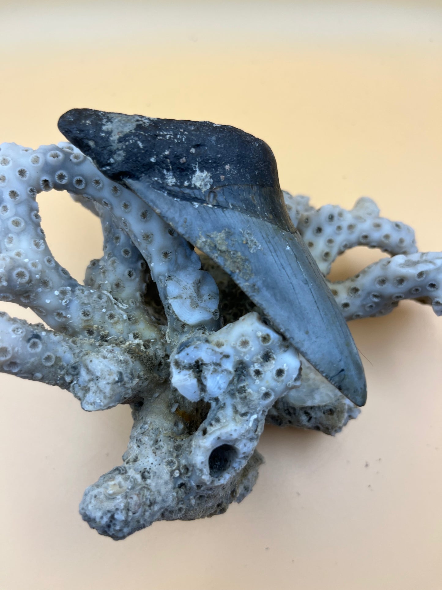 4.0” megalodon tootn