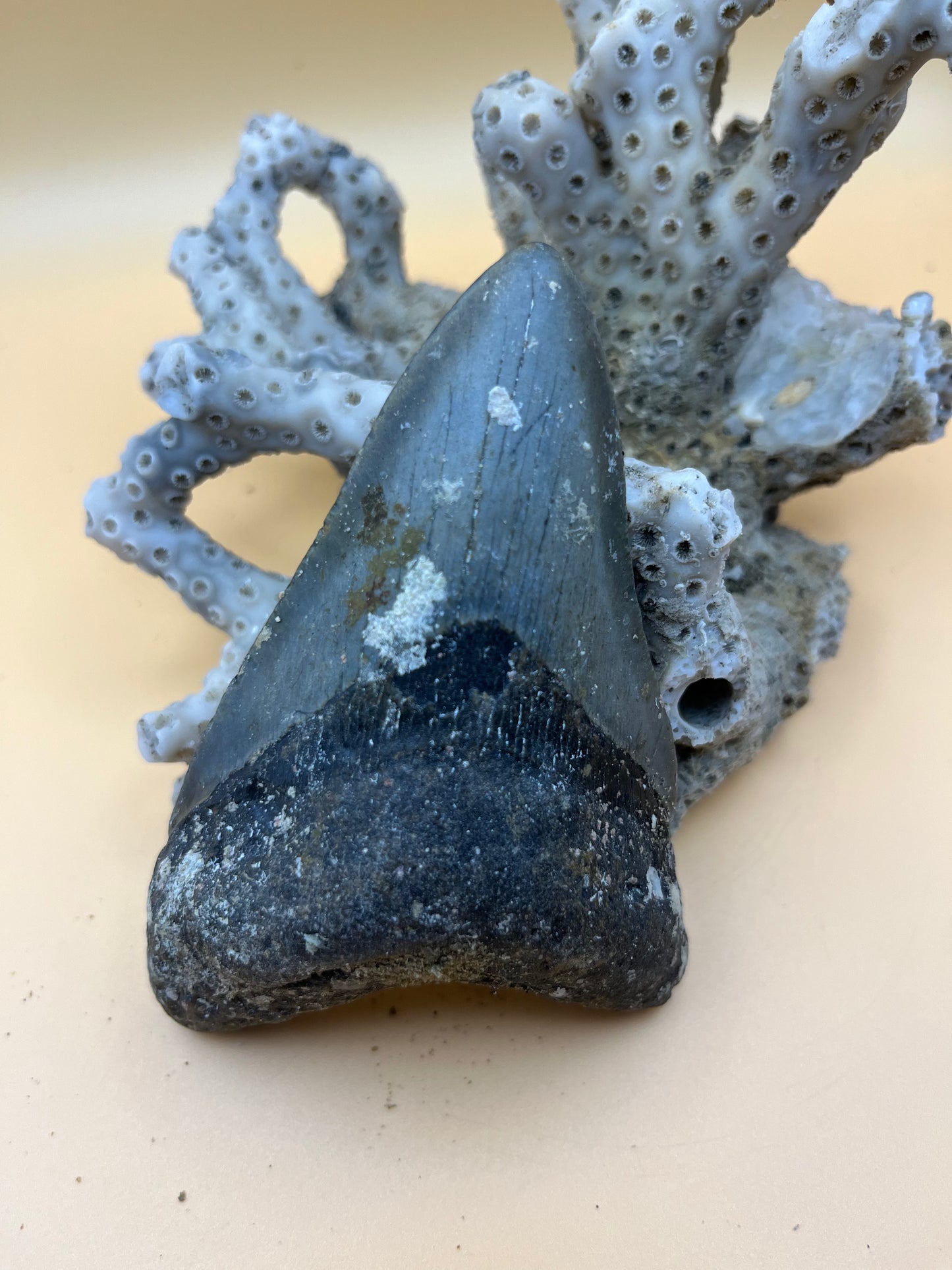 4.1” megalodon tooth
