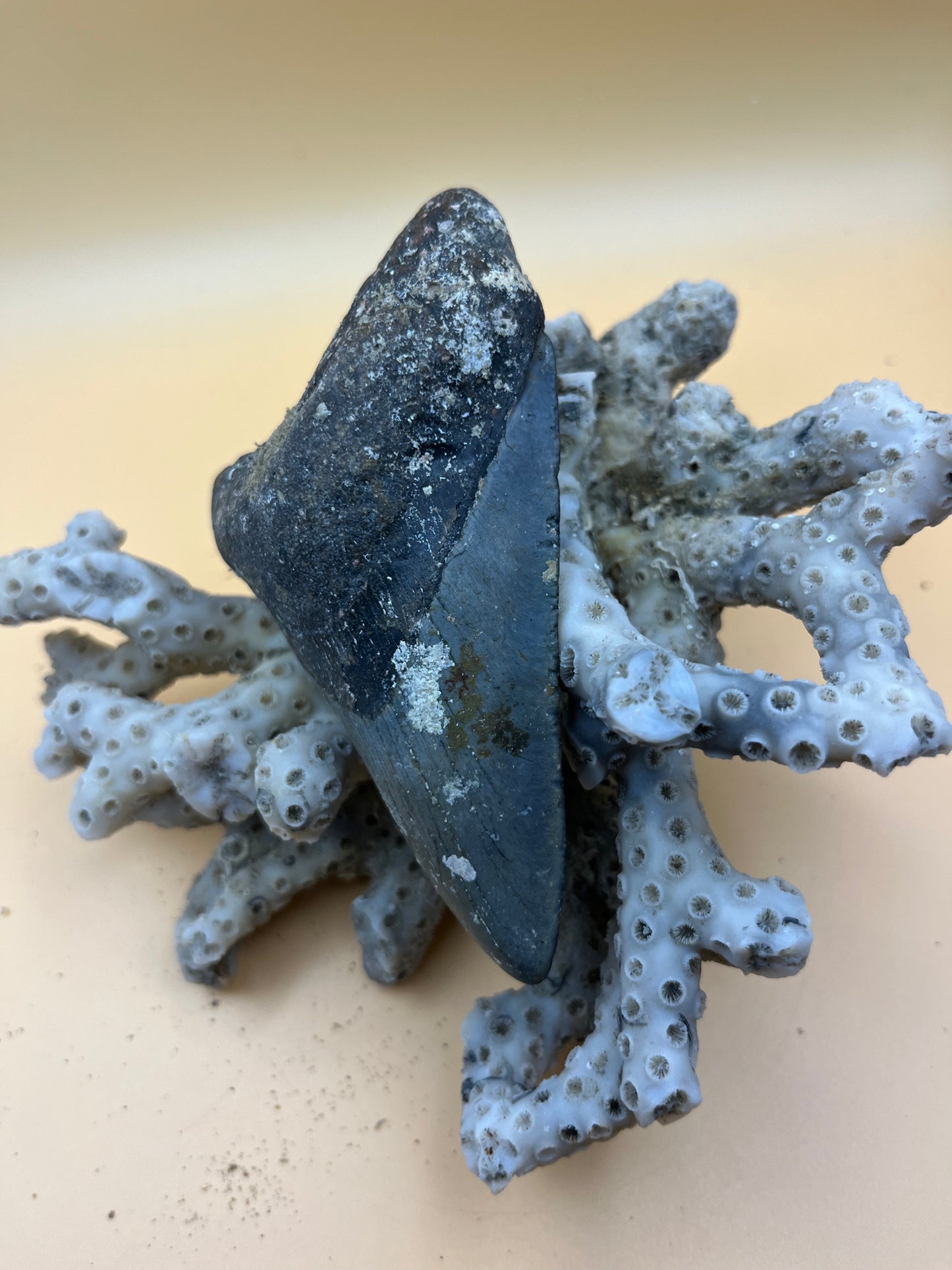 4.1” megalodon tooth