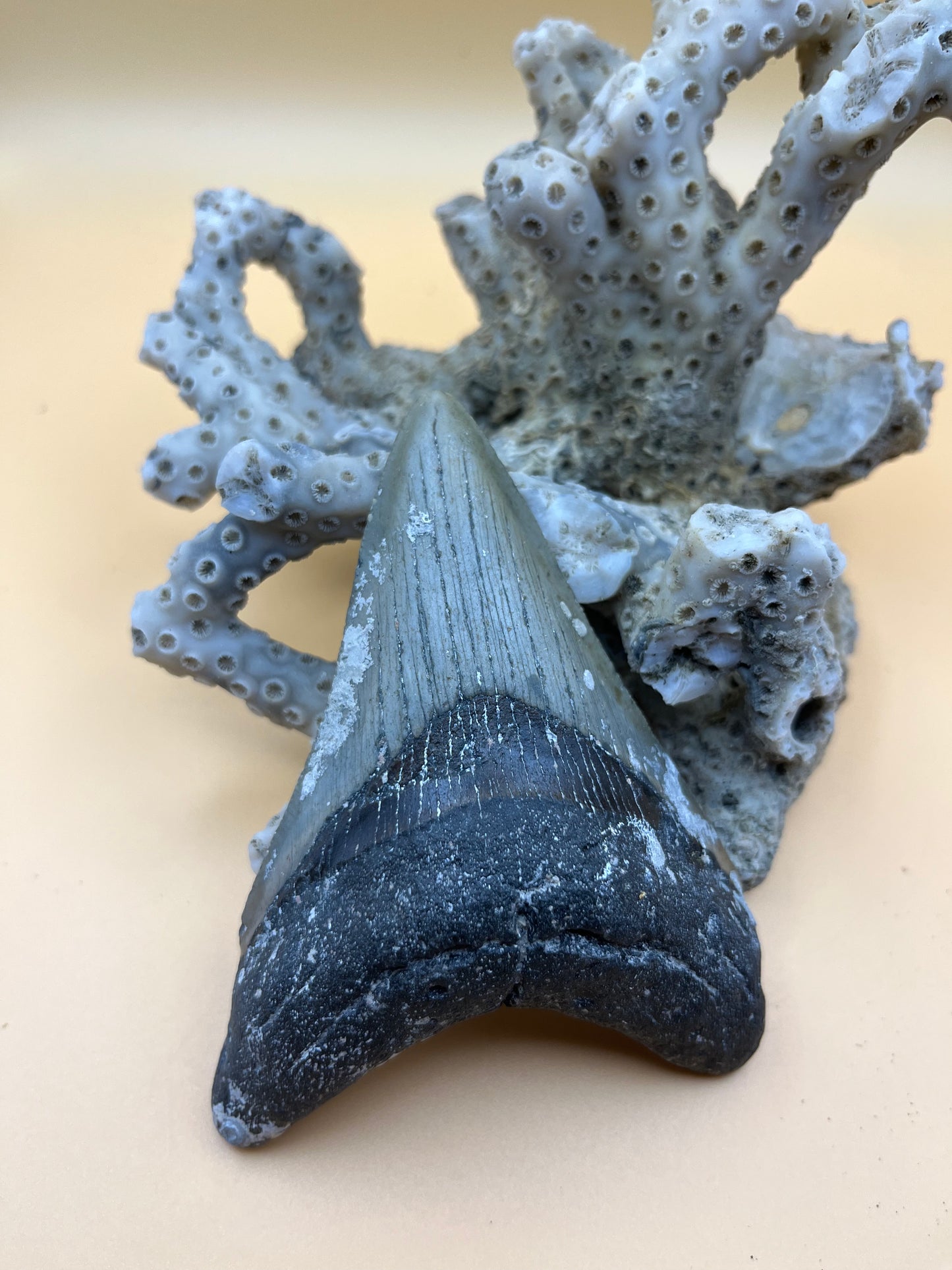 3.8” megalodon tooth
