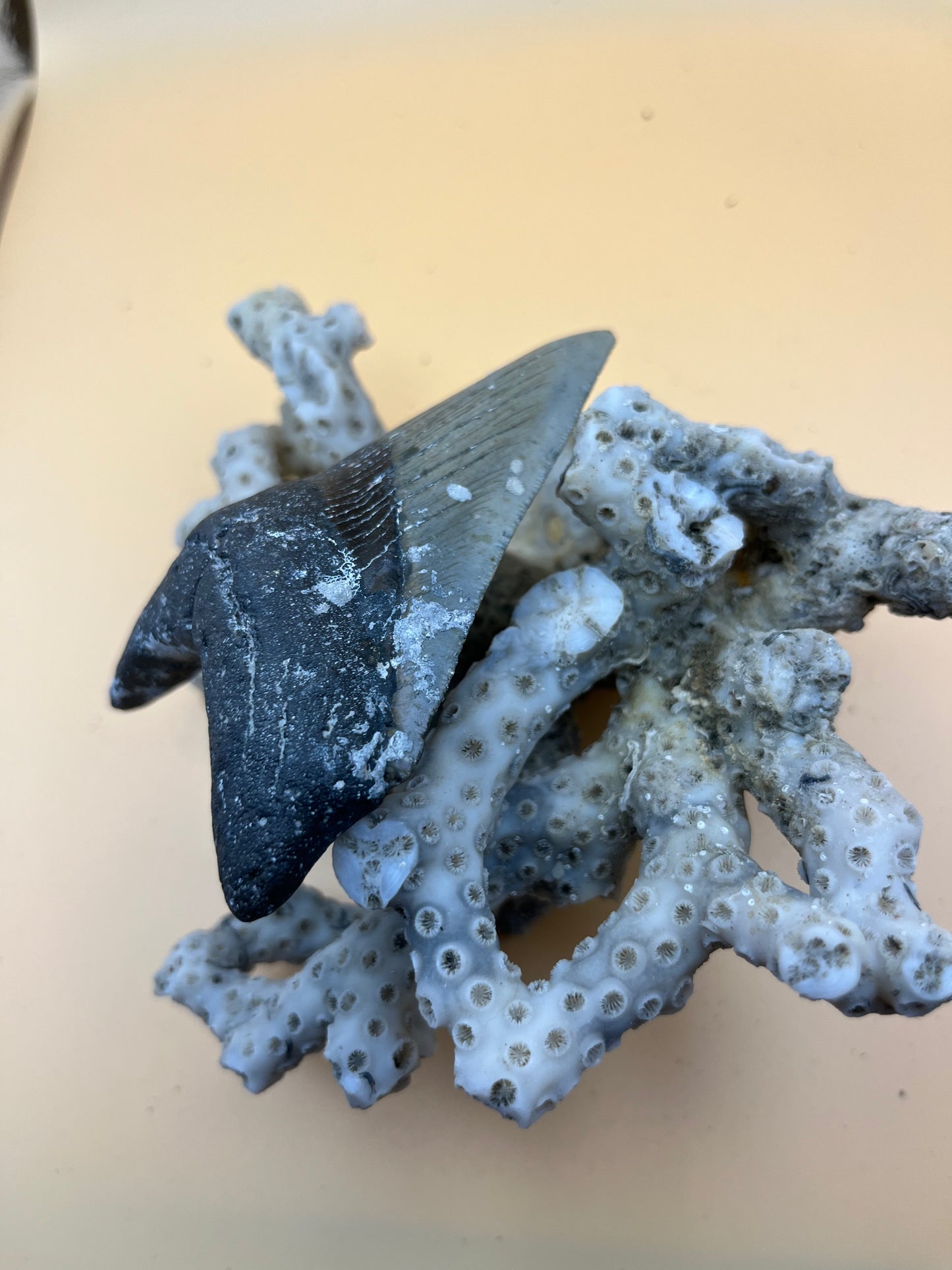 3.8” megalodon tooth