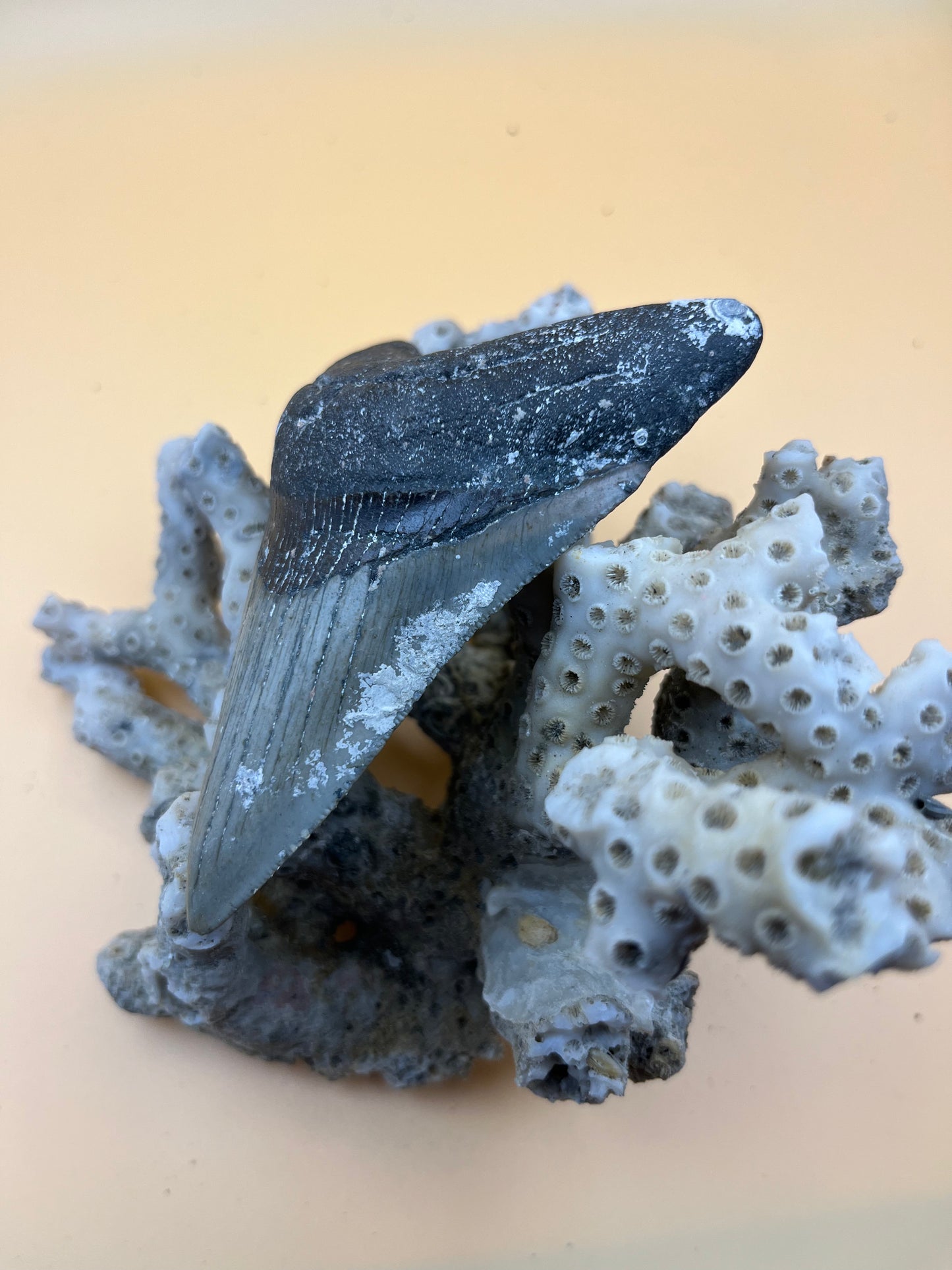 3.8” megalodon tooth