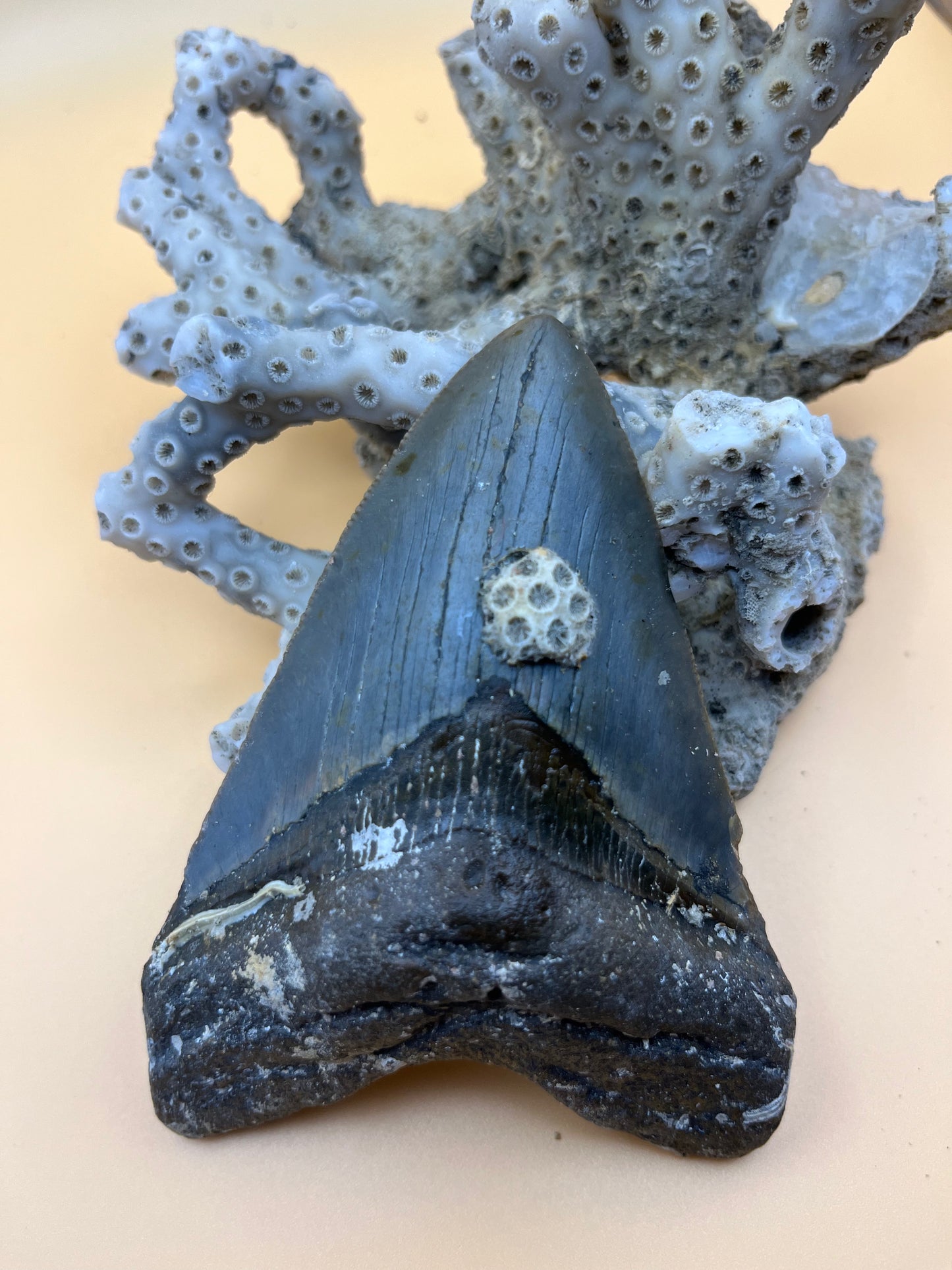 4.2” megalodon tooth, diver found!