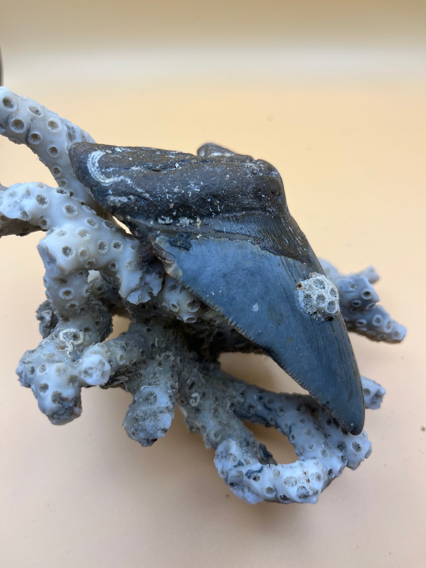 4.2” megalodon tooth, diver found!