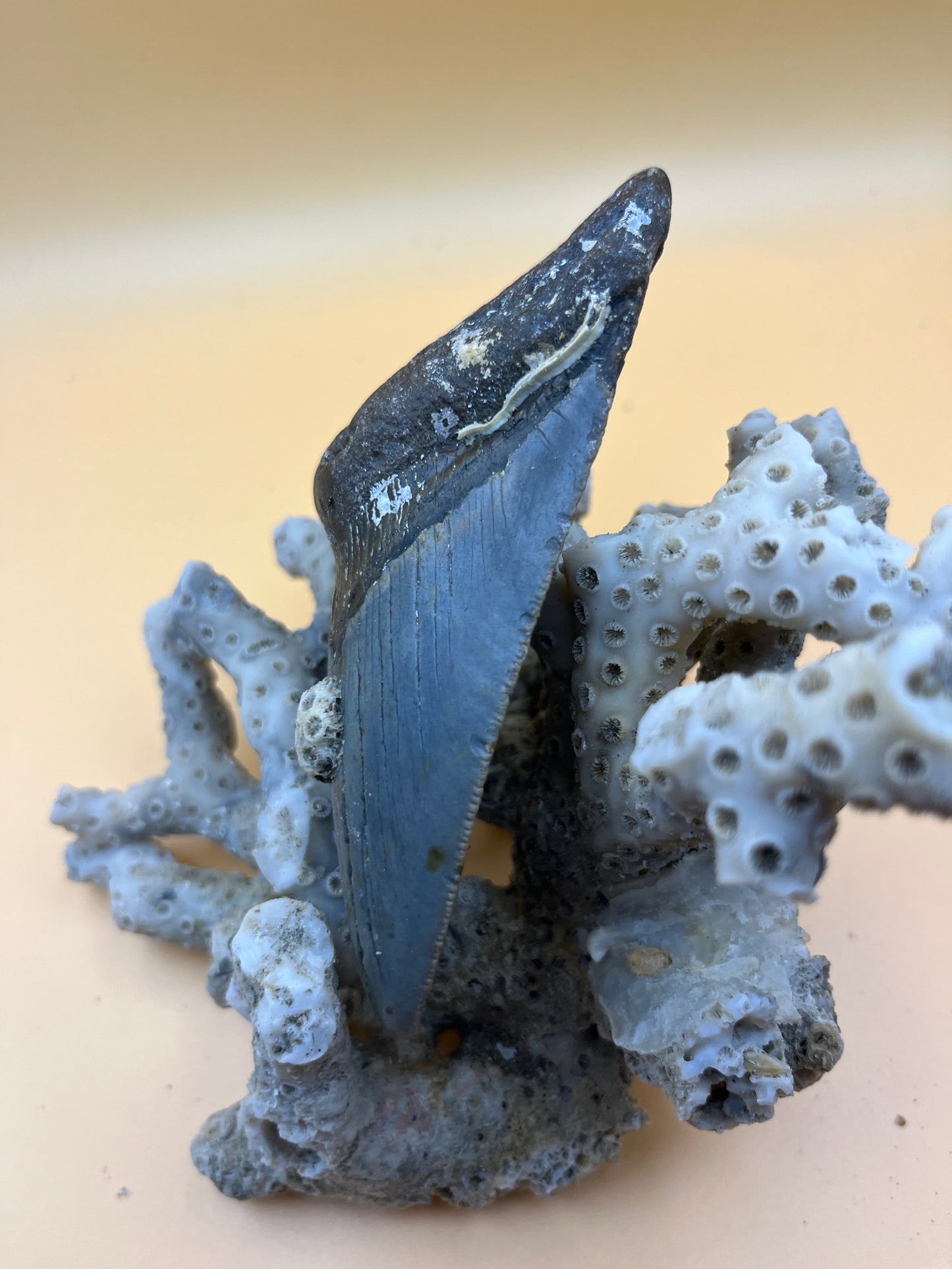 4.2” megalodon tooth, diver found!