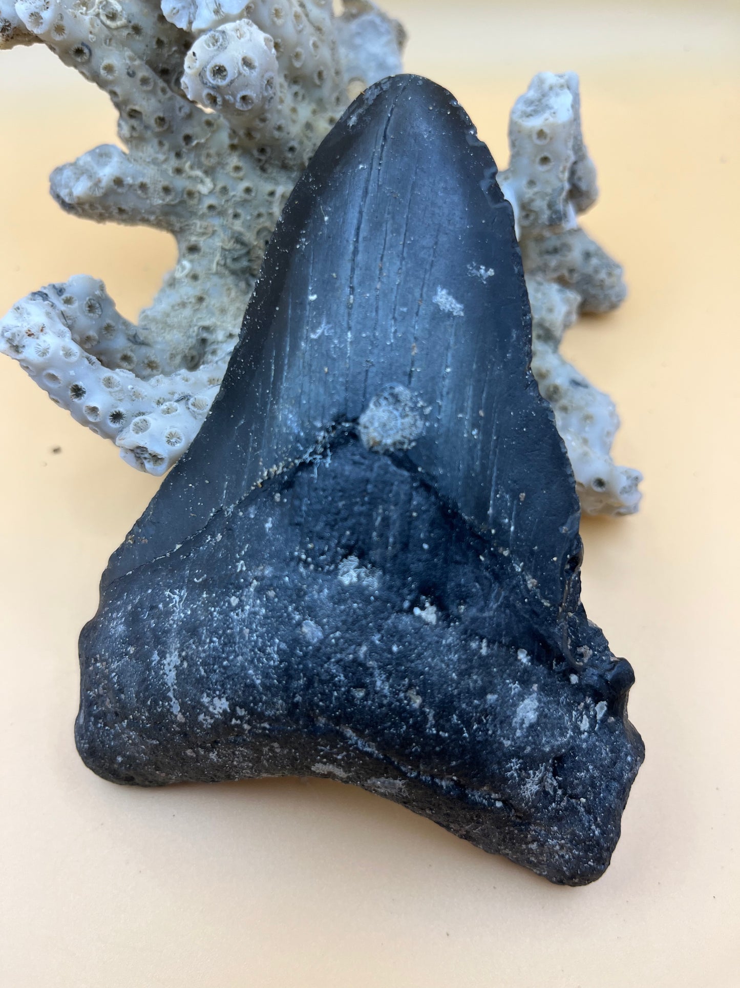 4.8” megalodon tooth