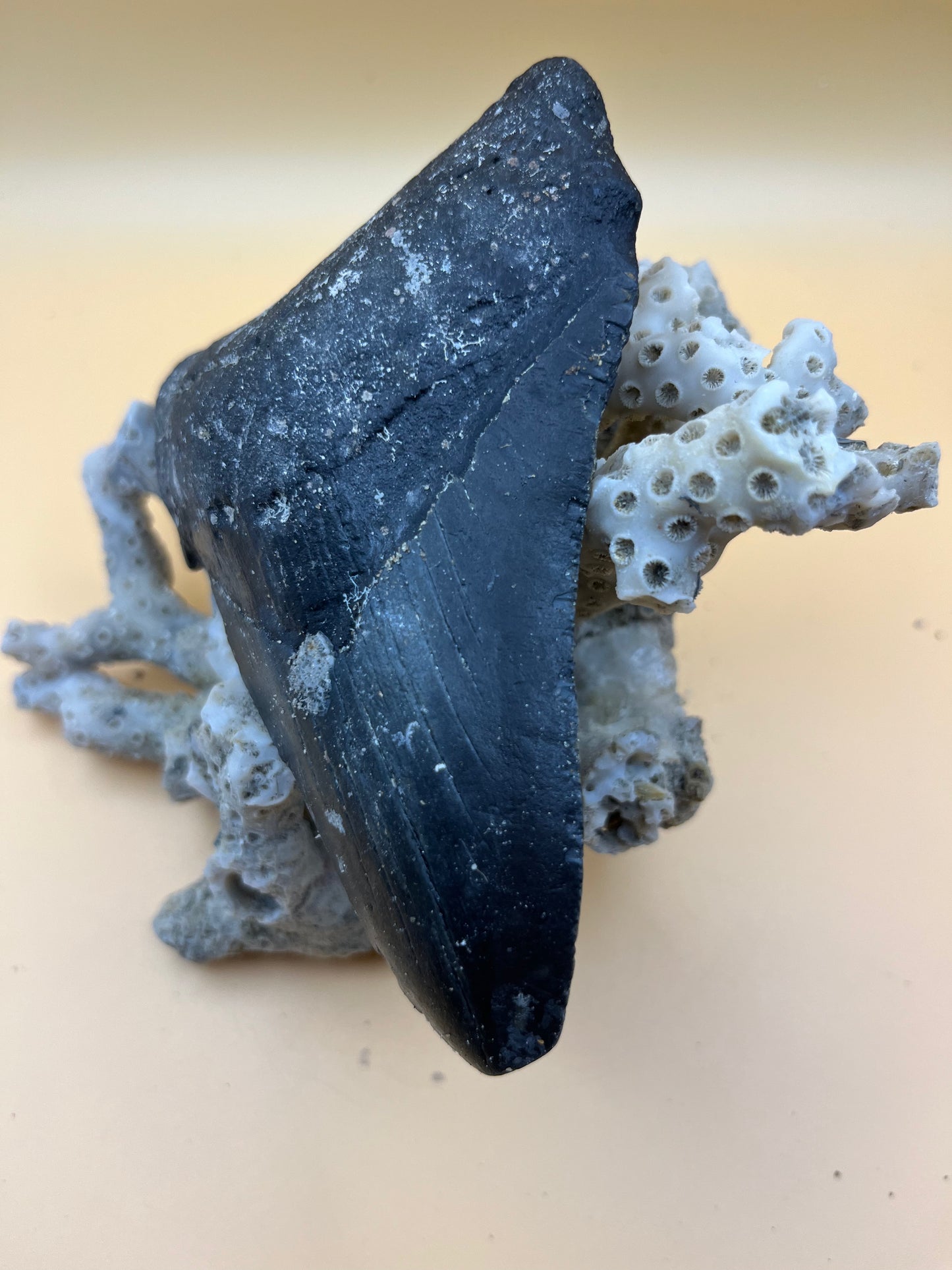 4.8” megalodon tooth