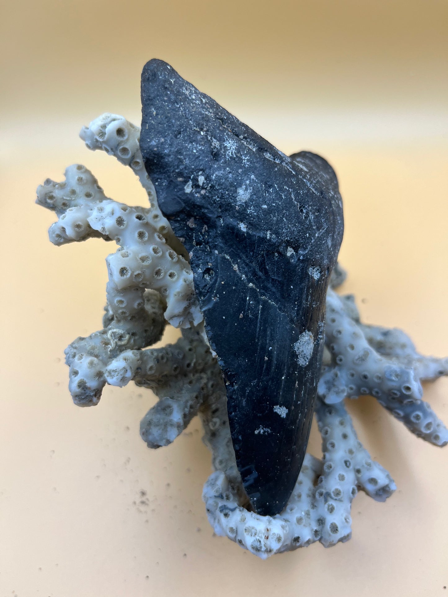4.8” megalodon tooth