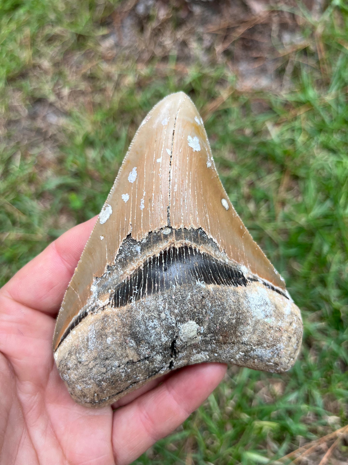 4.5” Golden megalodon tooth top quality