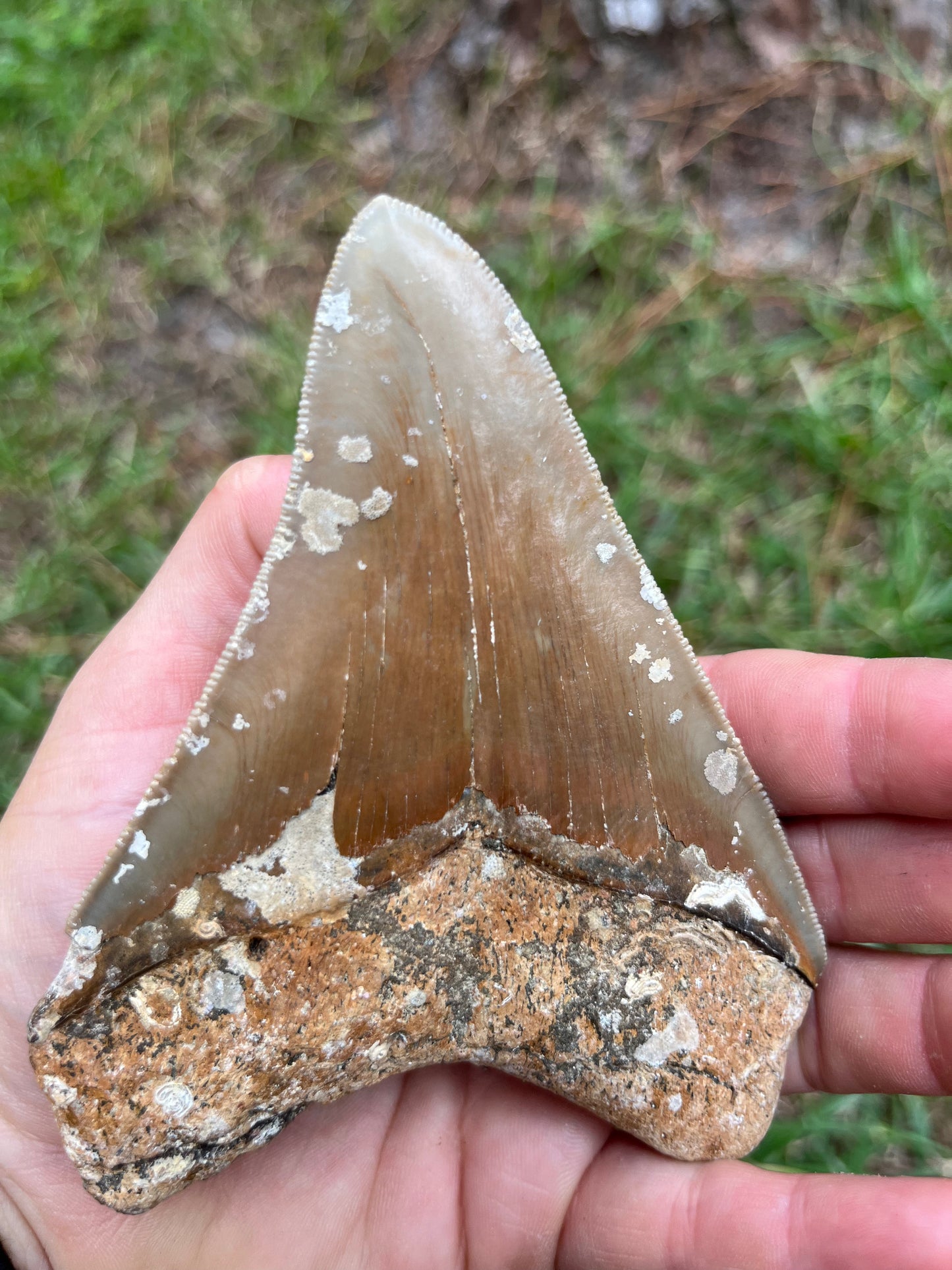4.5” Golden megalodon tooth top quality