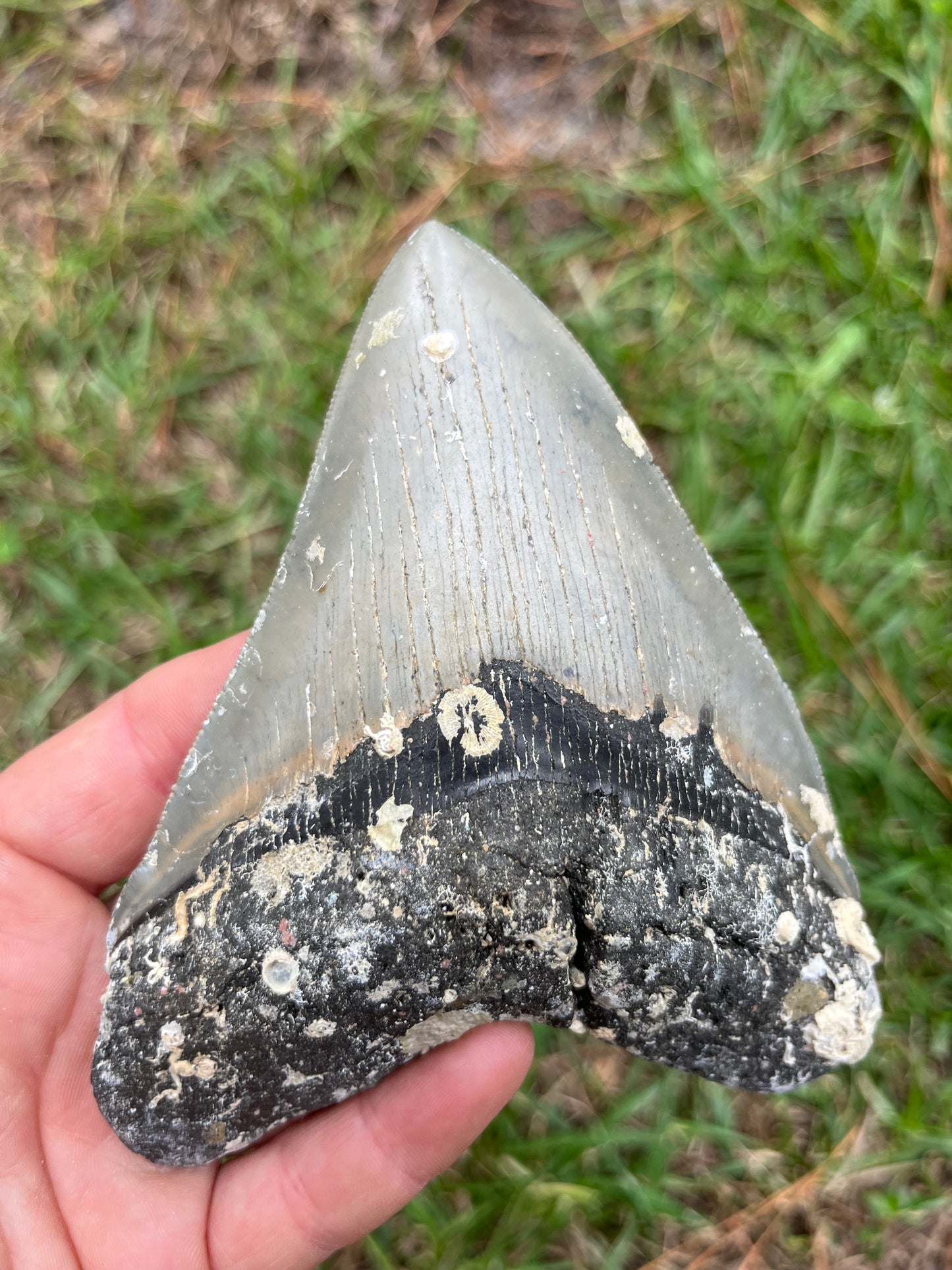 Top quality 5.2” megalodon tooth