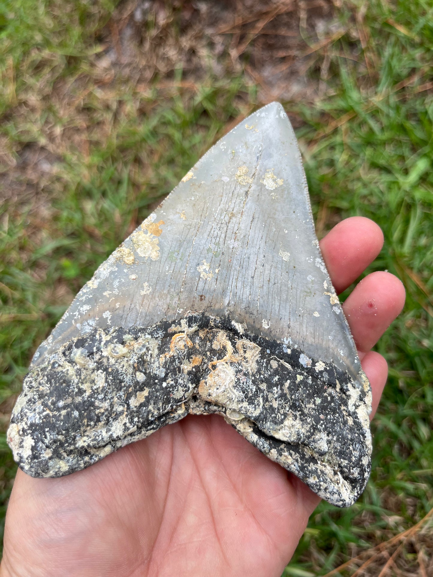 Top quality 5.2” megalodon tooth