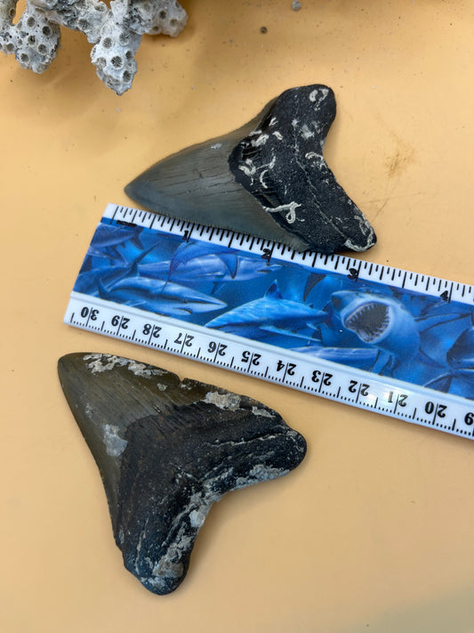 3.0” & 3.14” “Little Twins”’Meg Teeth Fossil – Extinct Species – Large Prehistoric Shark Tooth – Collector Grade; Hand Recovered by diver