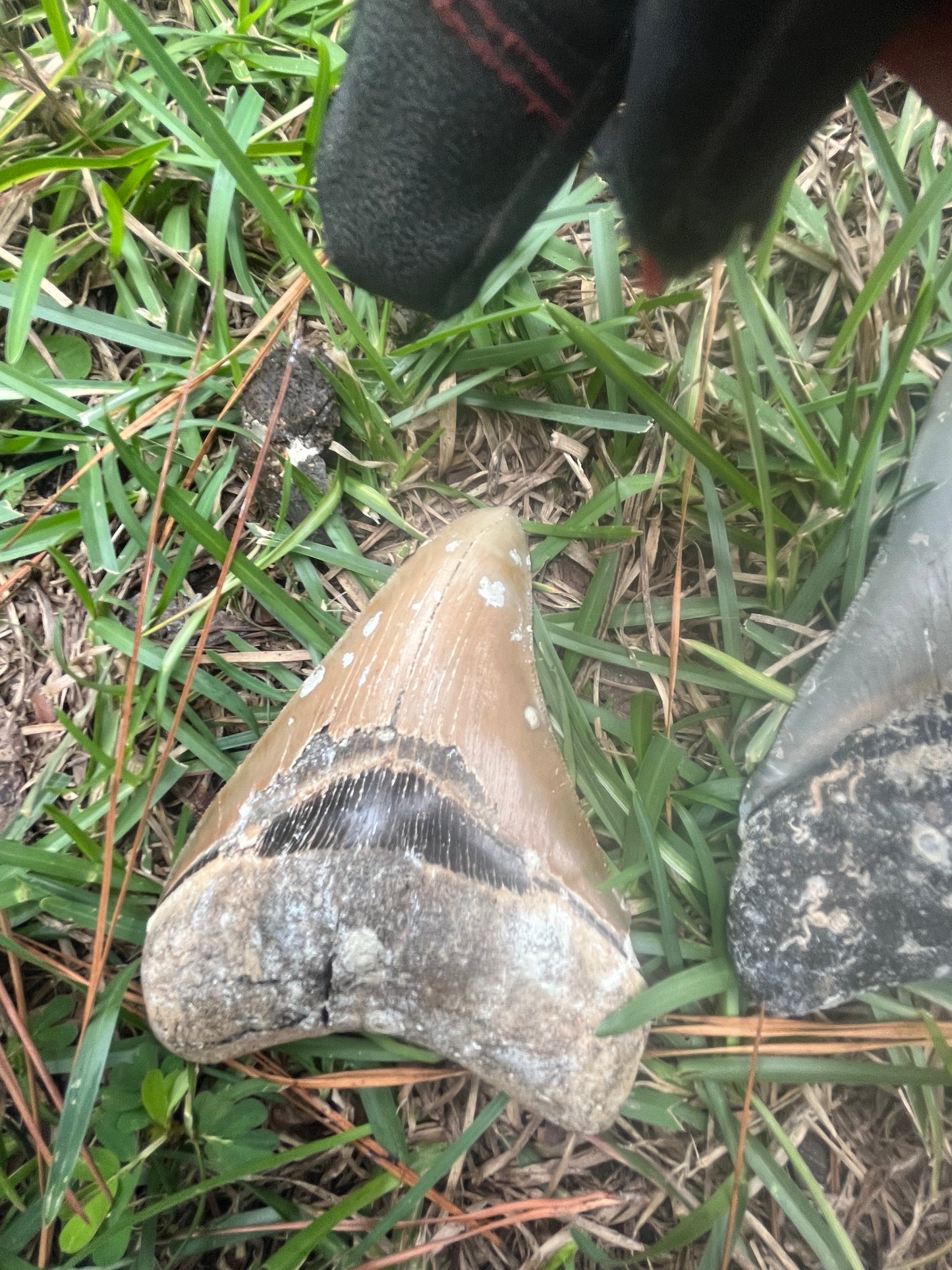4.5” Golden megalodon tooth top quality