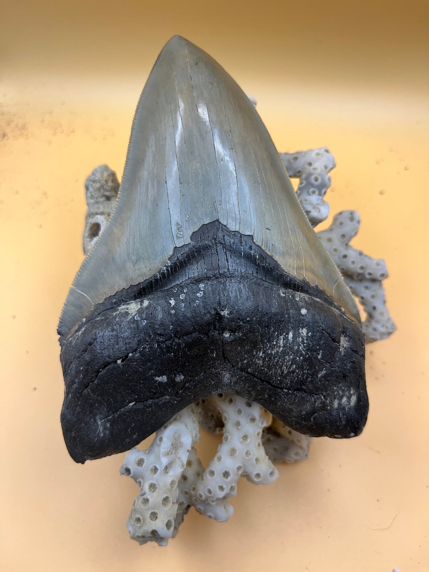 Top quality 5.7” megalodon tooth