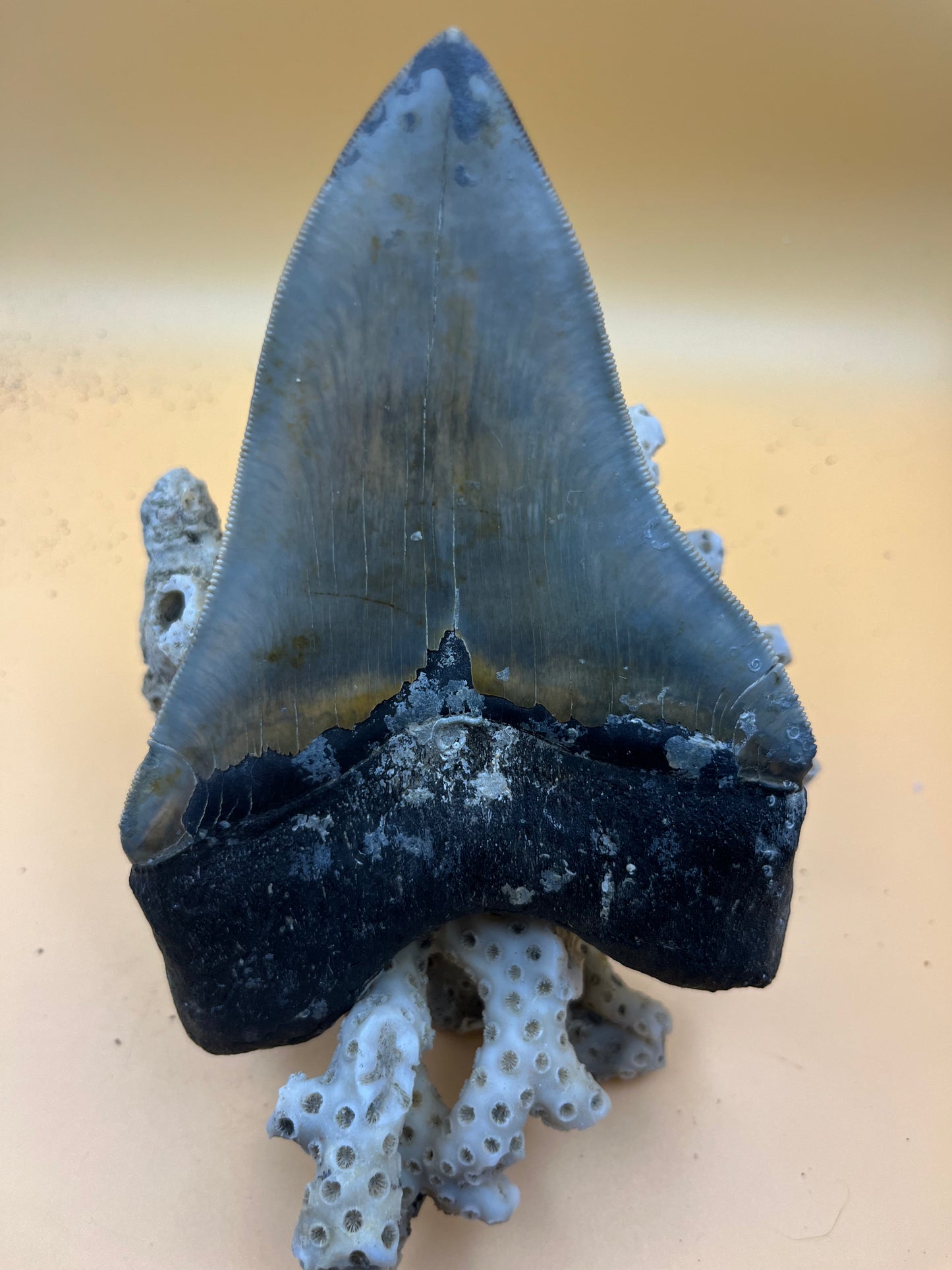 Top quality 5.7” megalodon tooth