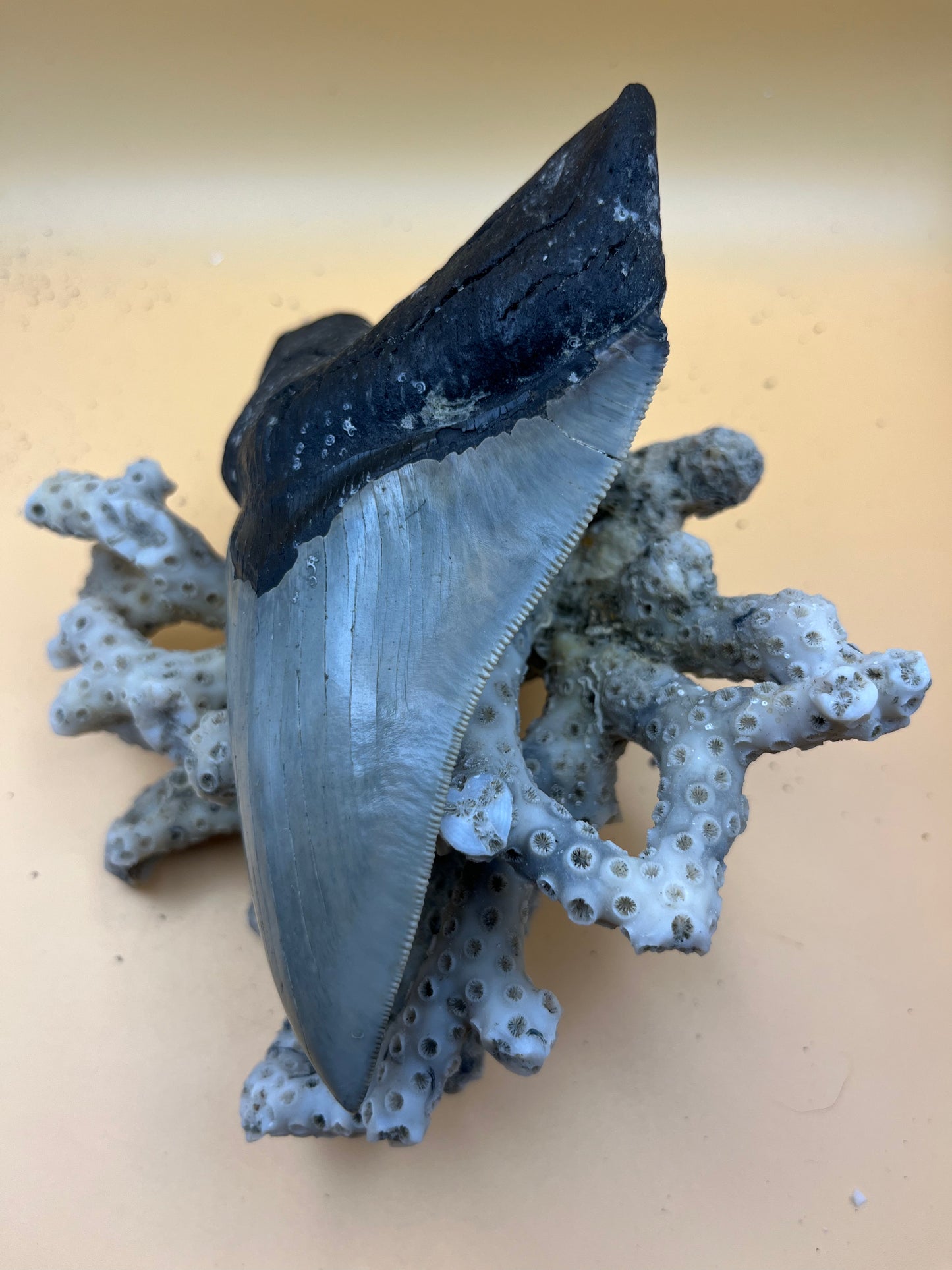 Top quality 5.7” megalodon tooth