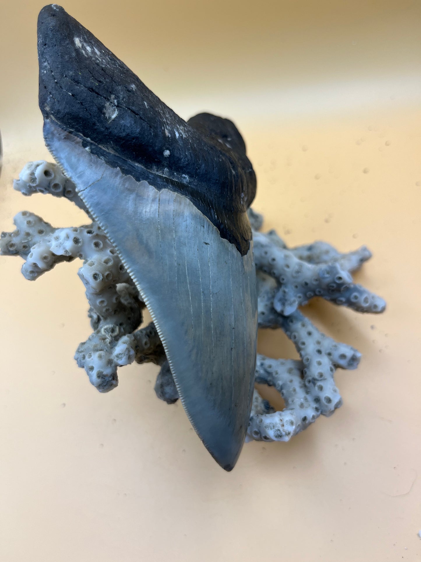 Top quality 5.7” megalodon tooth