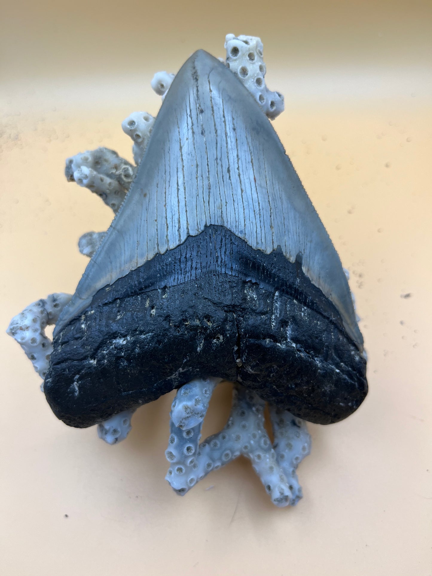 Top quality 5.2” megalodon tooth