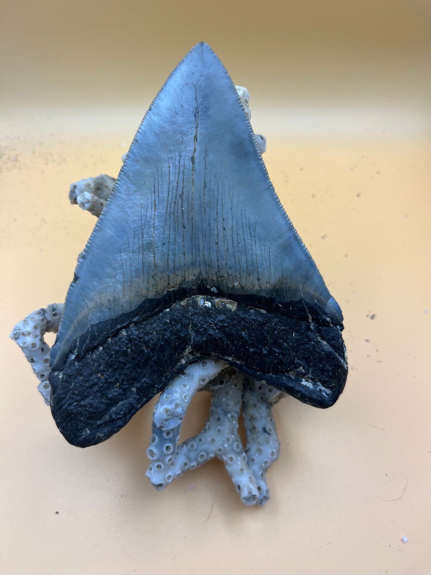Top quality 5.2” megalodon tooth