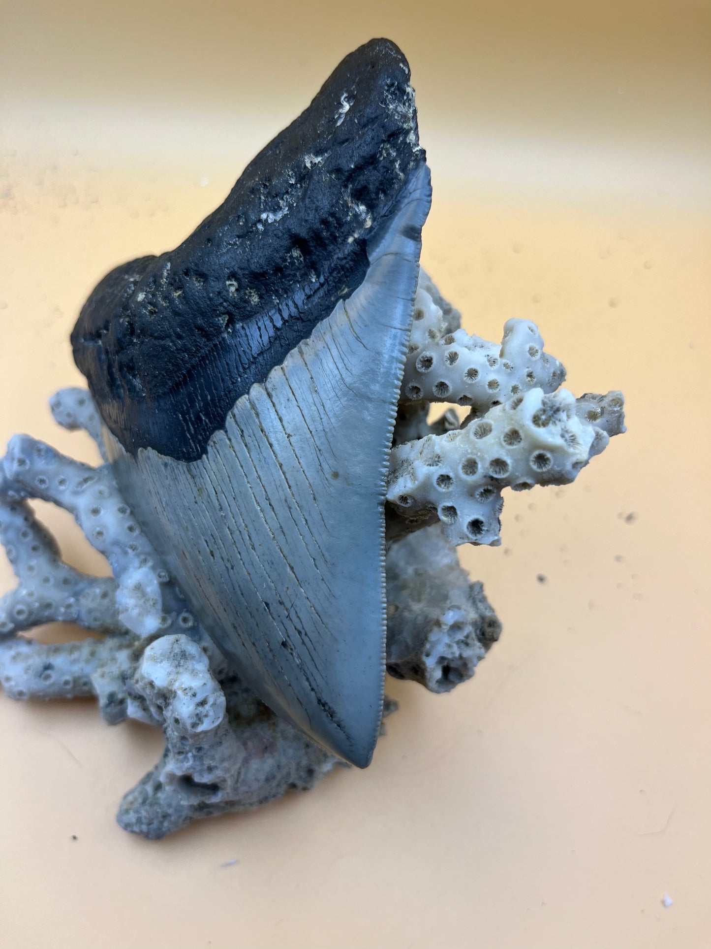 Top quality 5.2” megalodon tooth