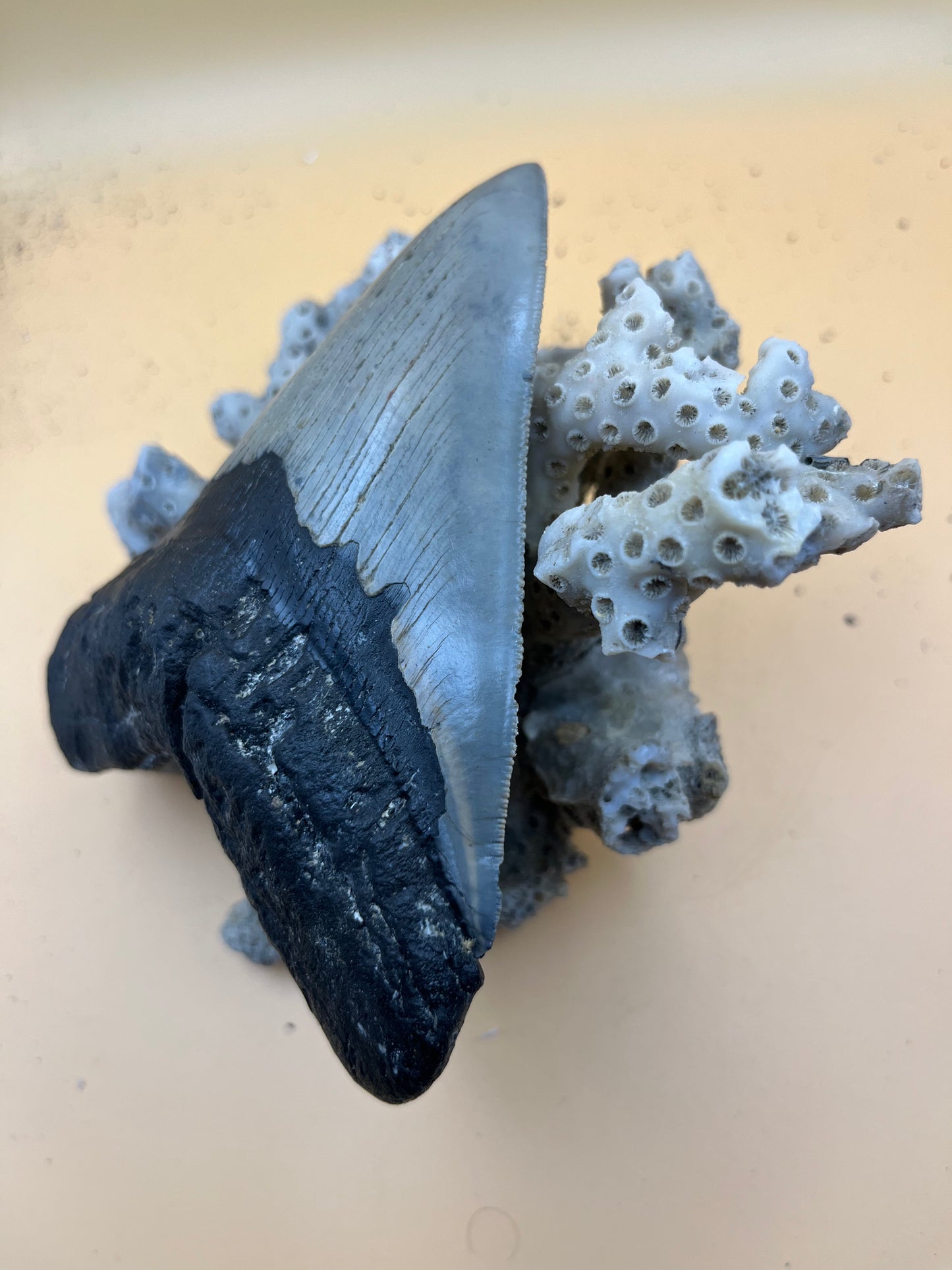 Top quality 5.2” megalodon tooth