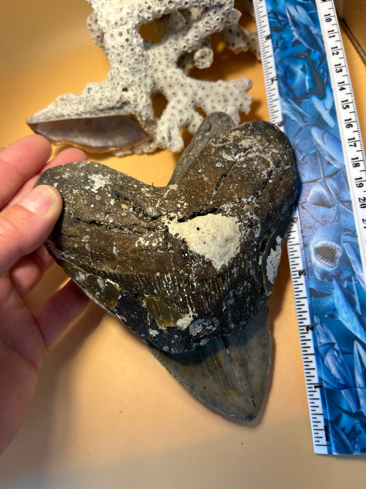 1 lb of 3 partial megaldon teeth, one is 4.73” wide, from 6” tooth!