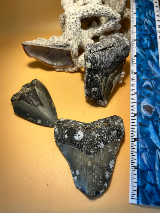 .75 pound of 3 partial Megalodon Teeth
