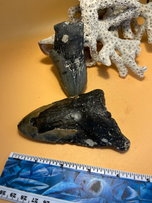 3.5” & 4.5” partial Meg Teeth Fossil – Extinct Species – Large Prehistoric Shark Tooth – Hand Recovered by diver