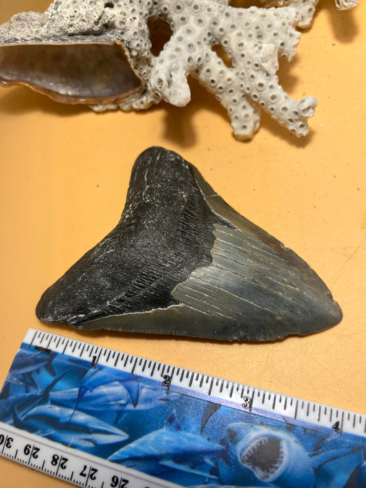 4.14” Megalodon Tooth, Prehistoric Shark Fossil, Hand Recovered item 172