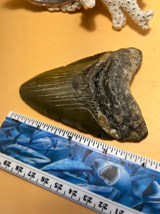 4.03” Megalodon Tooth from a 40’ prehistoric shark! Great size. Item 173