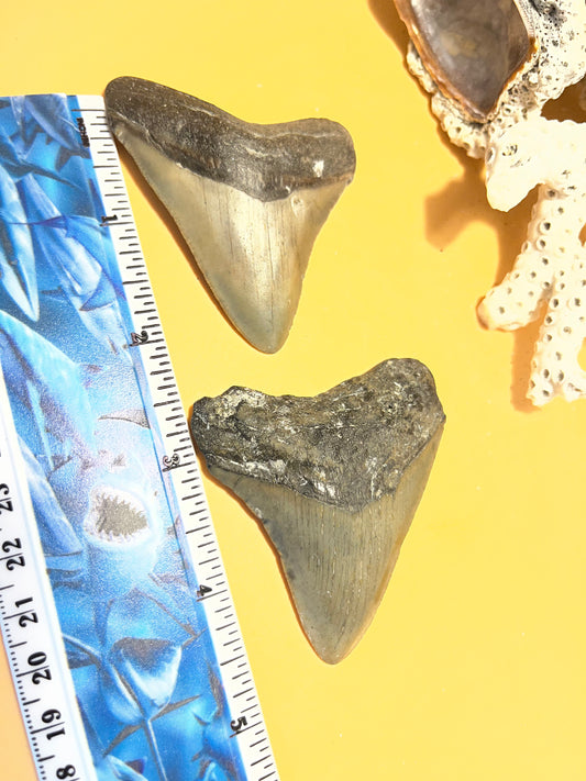 2.68” & 2.71” “Bitey Twins” Megalodon Teeth from a 30’ prehistoric shark! Item 174