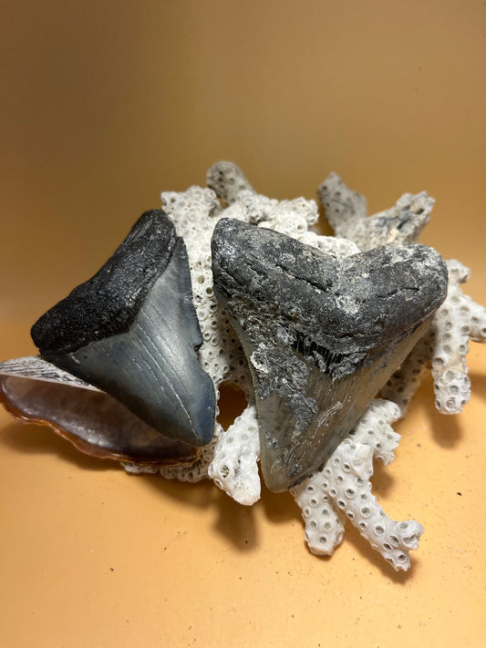 3.30” & 3.53” (very high quality 3.53”) siblings from 30 shark Meg Teeth Fossil – Extinct Teeth from a 30’ prehistoric shark! Item 175
