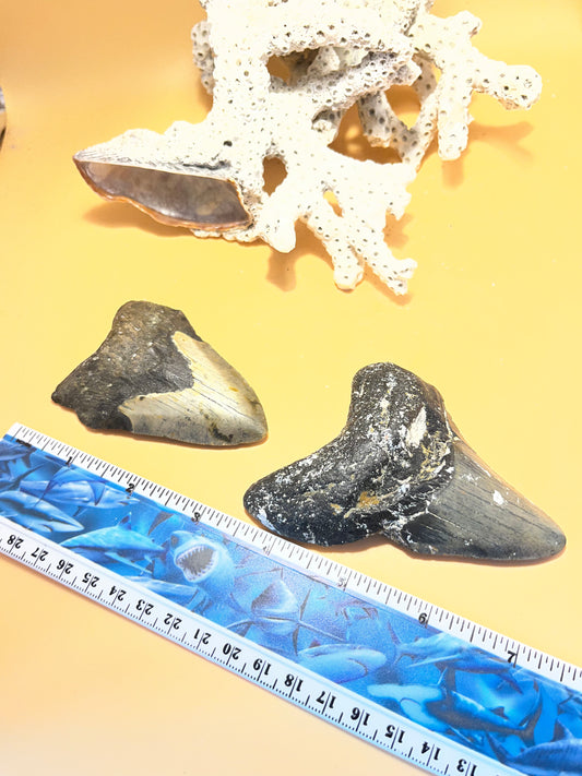 3.33” & 3.95” beat up from 30 shark Meg Teeth Fossil – Extinct Teeth from a 30’ prehistoric shark! Item 176