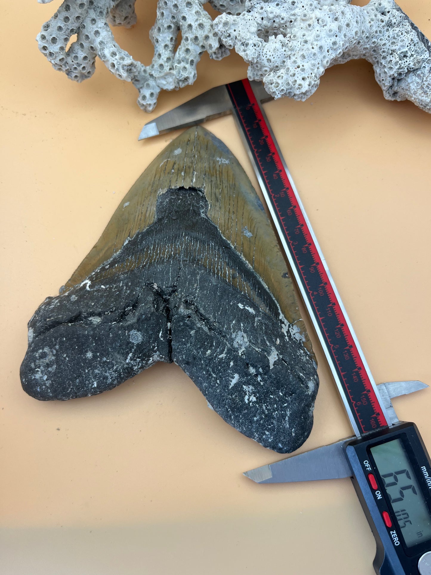 6.5” x 5.21” Megalodon Tooth item 103