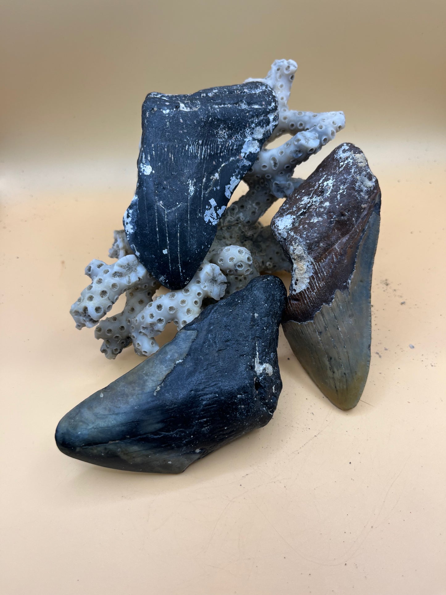 3 x 4.0”-4.4” megalodon teeth partials. Hand found scuba diving off Nc. From massive 40’ or bigger 2-20 million year old sharks!