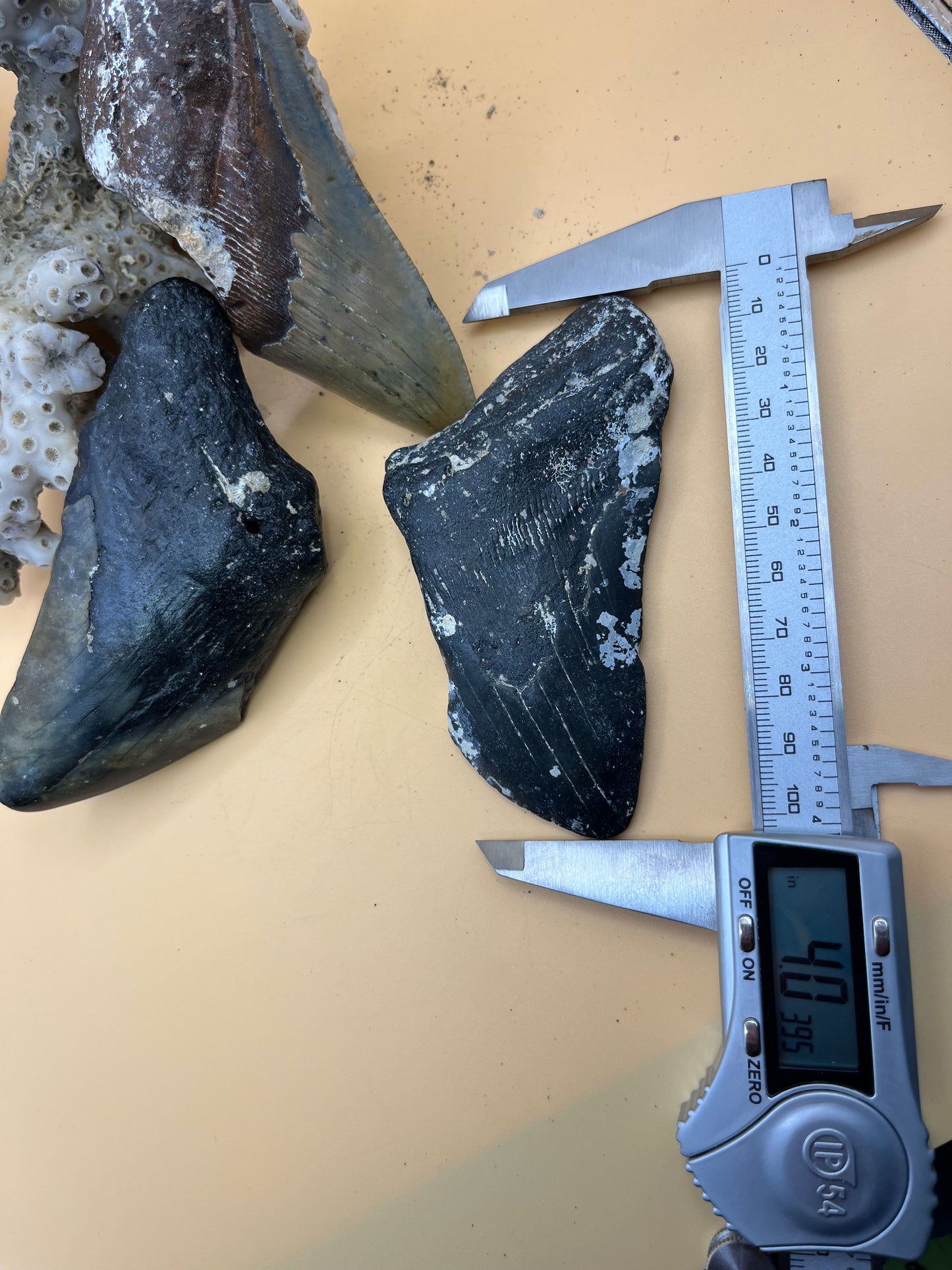 3 x 4.0”-4.4” megalodon teeth partials. Hand found scuba diving off Nc. From massive 40’ or bigger 2-20 million year old sharks!