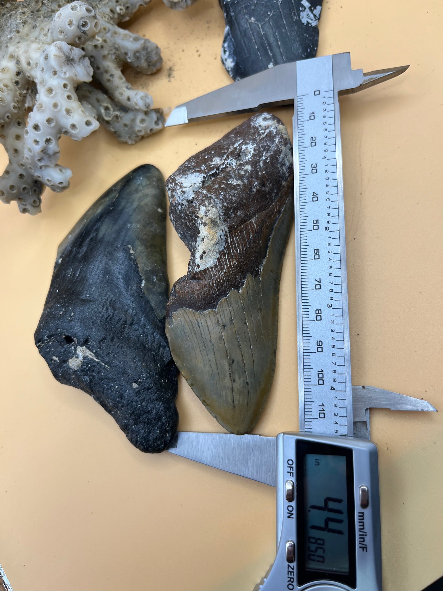3 x 4.0”-4.4” megalodon teeth partials. Hand found scuba diving off Nc. From massive 40’ or bigger 2-20 million year old sharks!