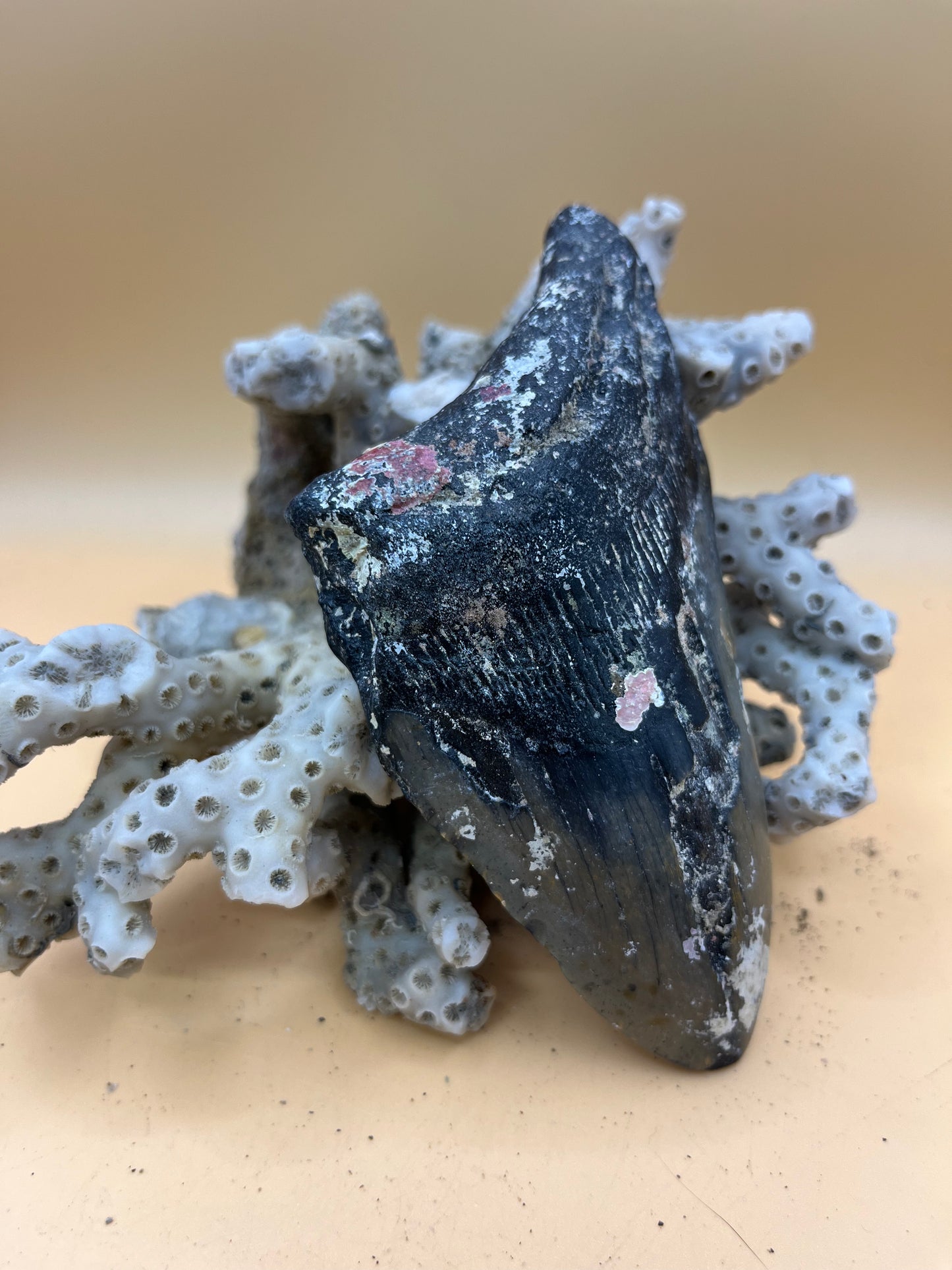 Massive 4.7” partial meg tooth