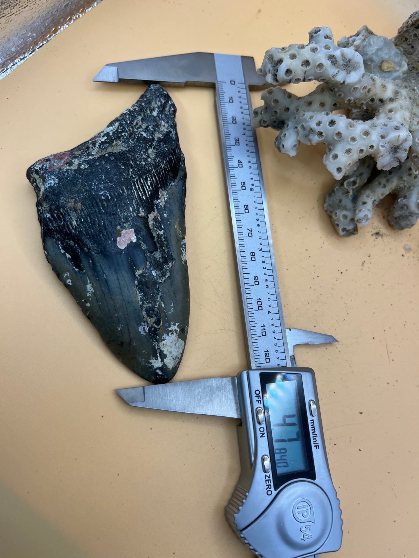 Massive 4.7” partial meg tooth
